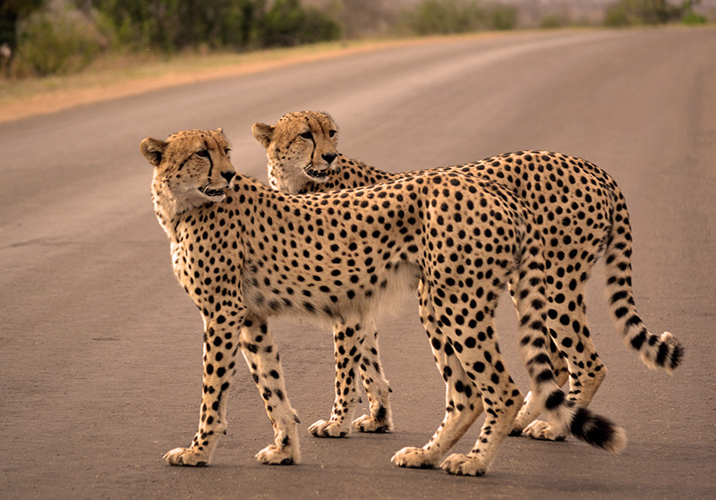 safaris Kenya.