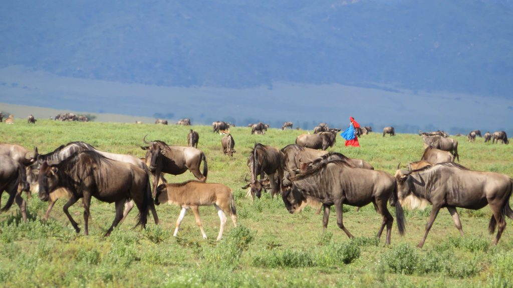 Tanzania Safaris