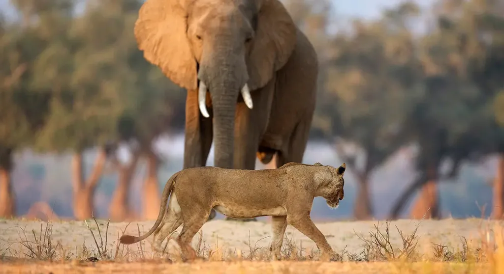 6 Days Uganda Safari