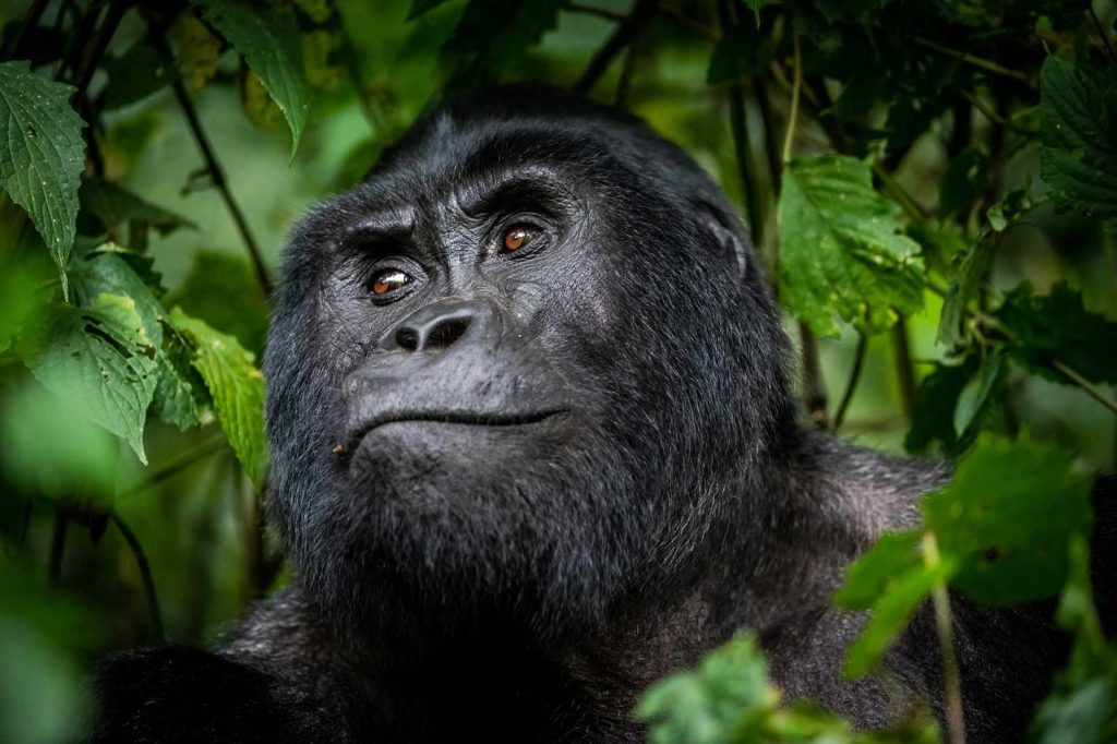 3 Days Gorilla Tracking in Uganda or Rwanda