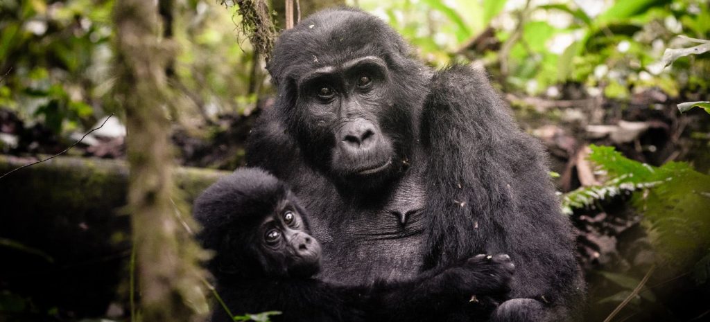 8 Days Uganda Safaris