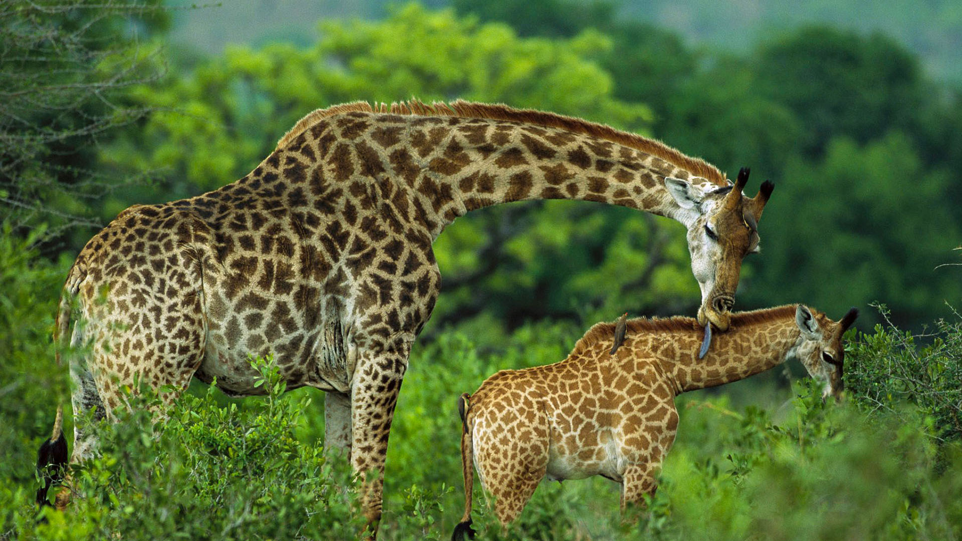 Ngorongoro Game Reserve