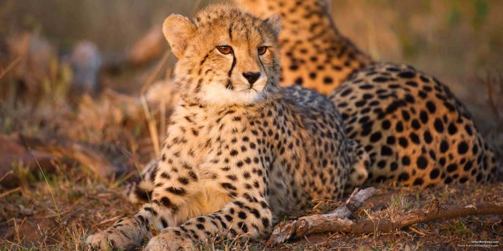6 Days Tanzania Mid-range Safaris 6 days Tanzania safari