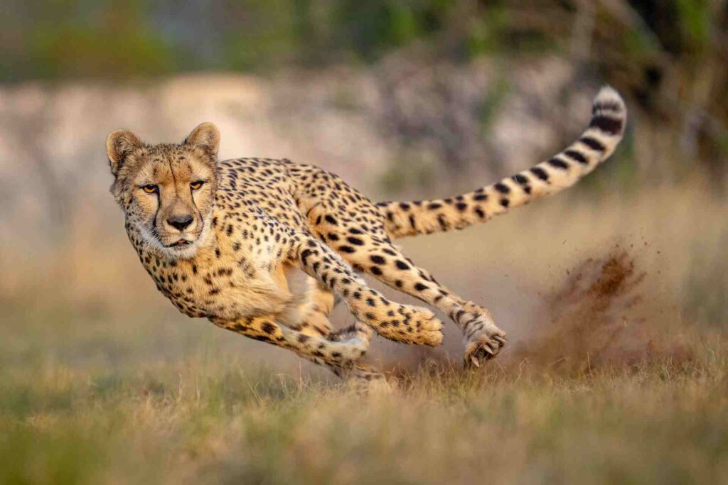 Cheetah safaris Kenya Best places to see cheetahs Cheetah tours and safaris Best time to see cheetahs in Africa Cheetah conservation 1 1024x683 1