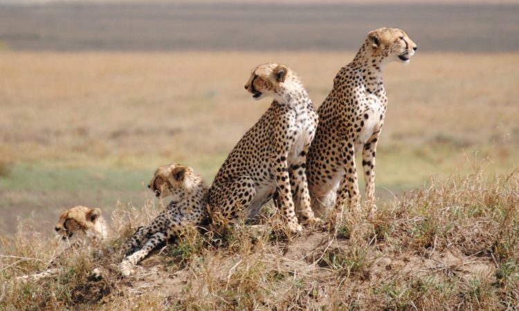 Day 4 Serengeti National Park 750x450 2