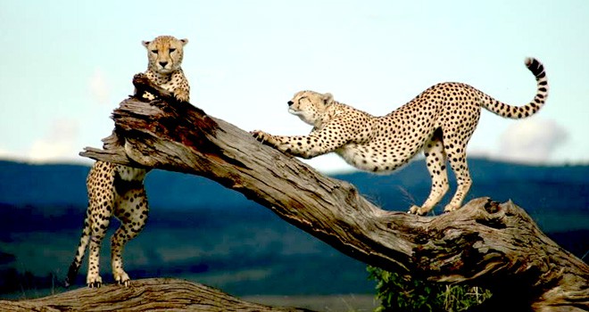 cheetahs masai mara