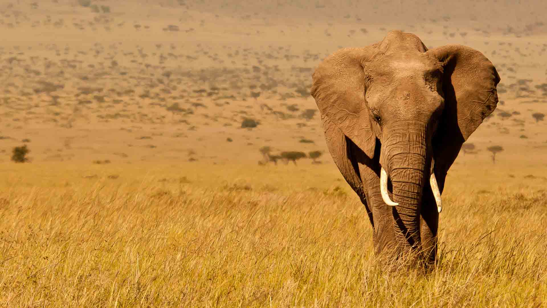 kenya wildlife elephant copyright will bolsover