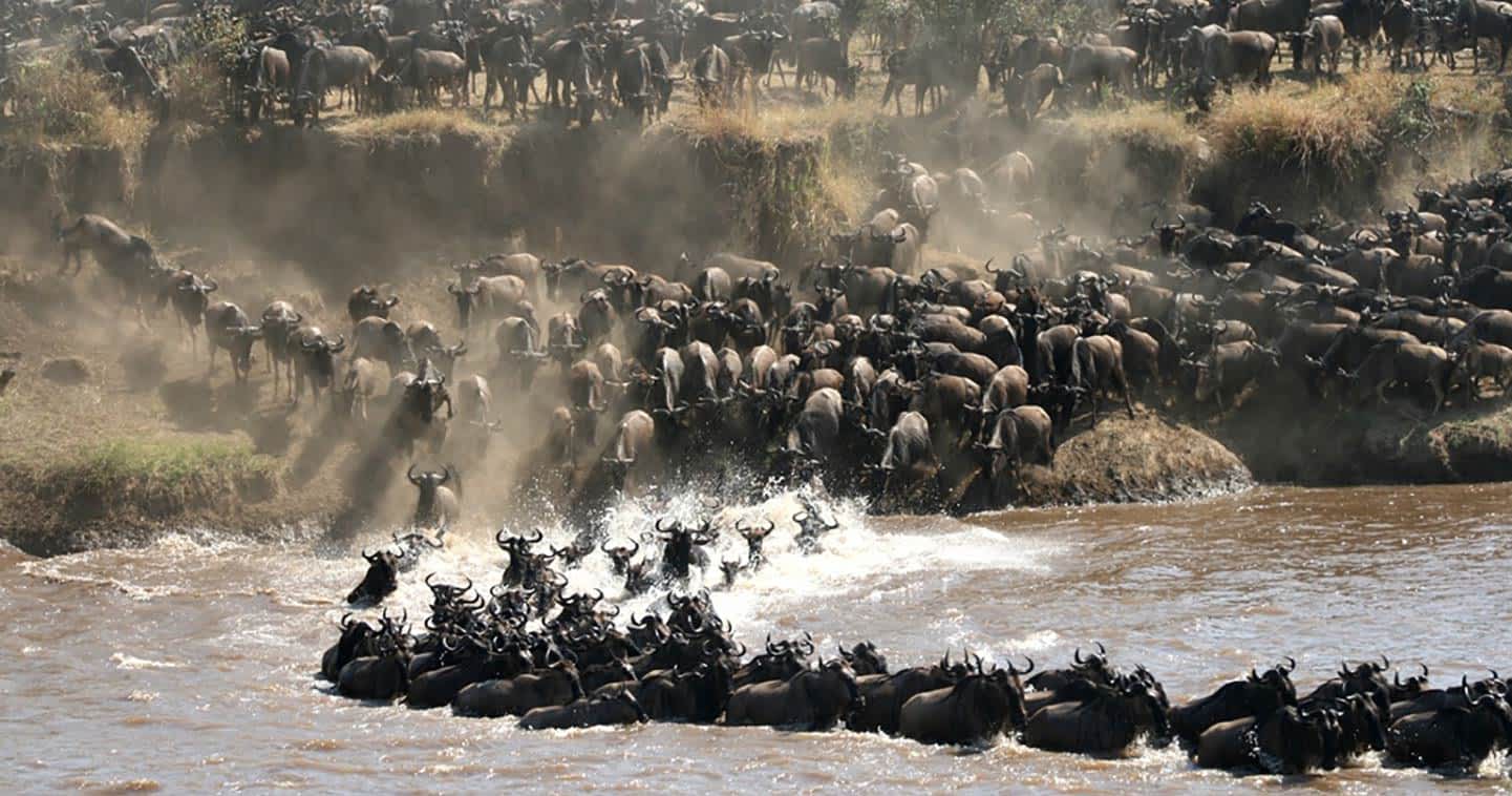 wildlife spectacle great migration tanzania 3