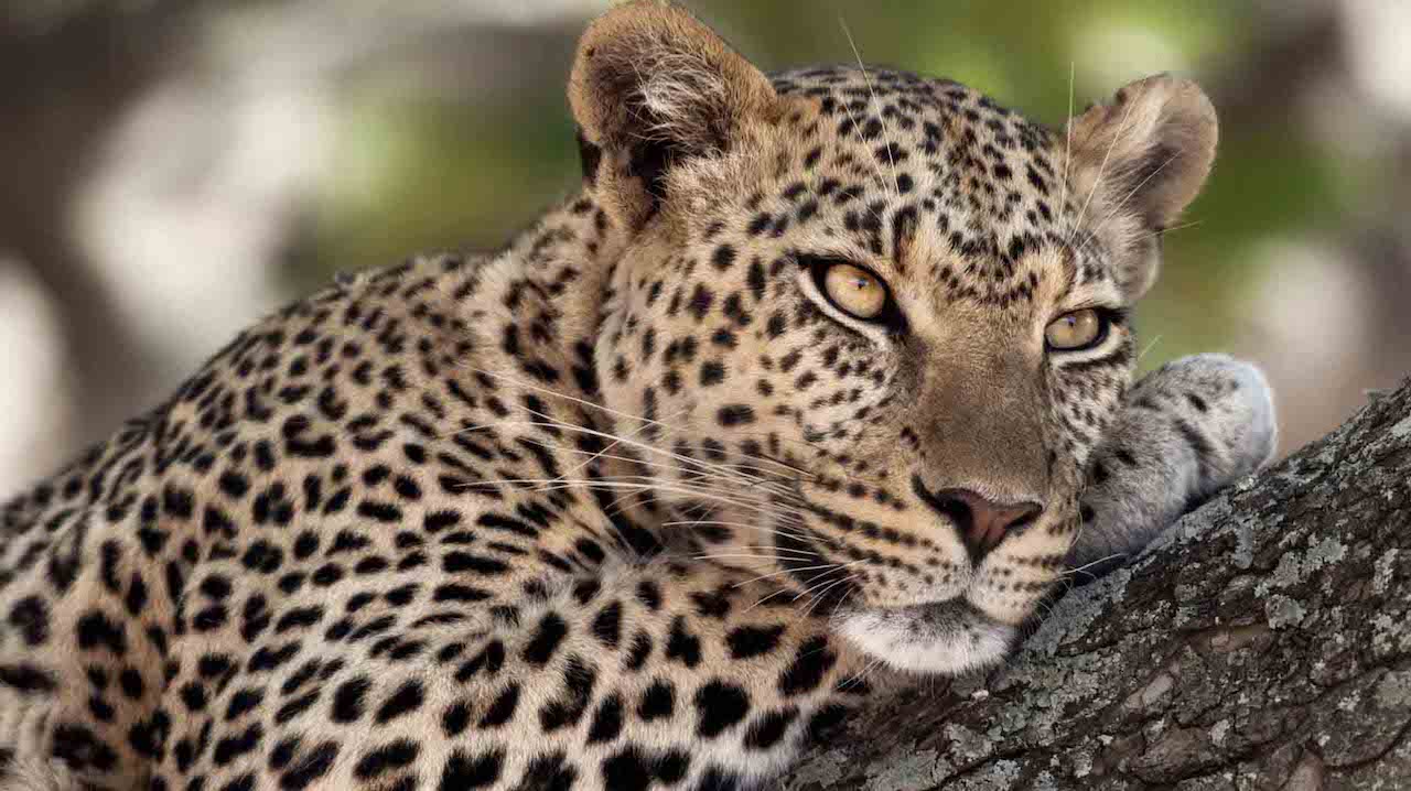 8 day safari tanzania zanzibar beach holiday 2
