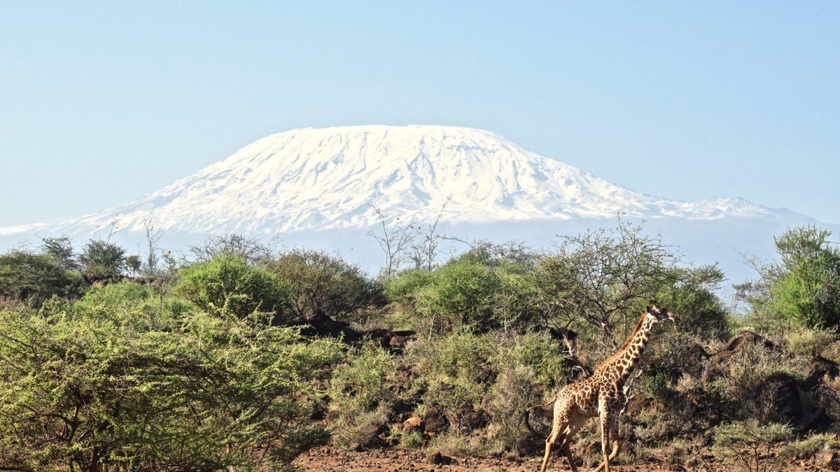 kilimanjaro giraffe 1200x675 1