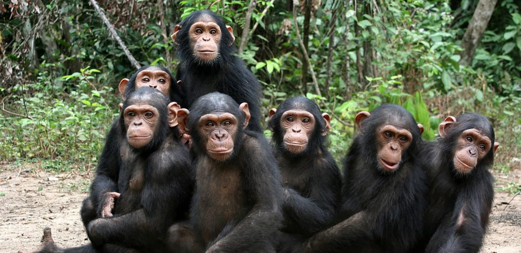 Bwindi Impenetrable National Park uganda